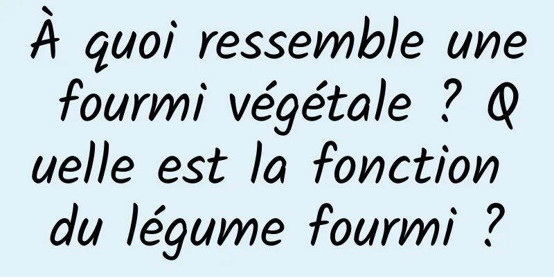 À quoi ressemble une fourmi végétale ? Quelle est la fonction du légume fourmi ?