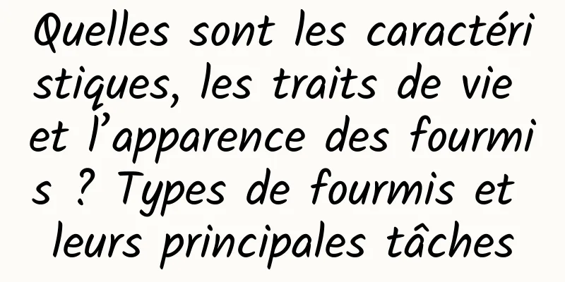 Quelles sont les caractéristiques, les traits de vie et l’apparence des fourmis ? Types de fourmis et leurs principales tâches