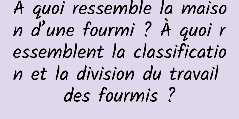 À quoi ressemble la maison d’une fourmi ? À quoi ressemblent la classification et la division du travail des fourmis ?