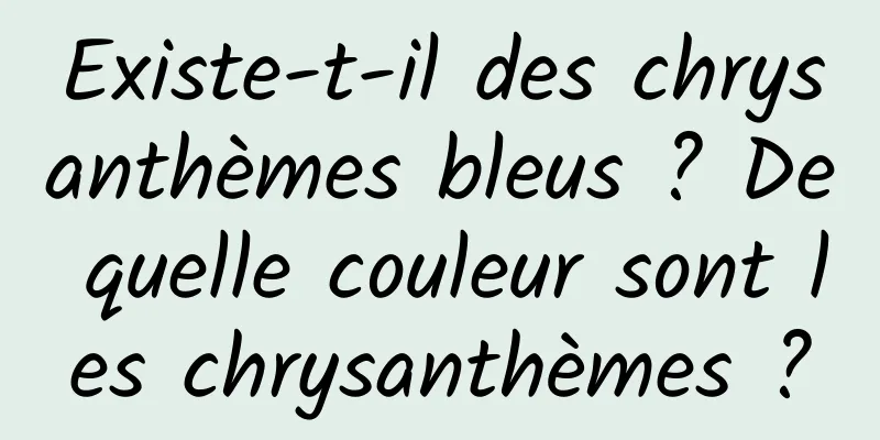 Existe-t-il des chrysanthèmes bleus ? De quelle couleur sont les chrysanthèmes ?