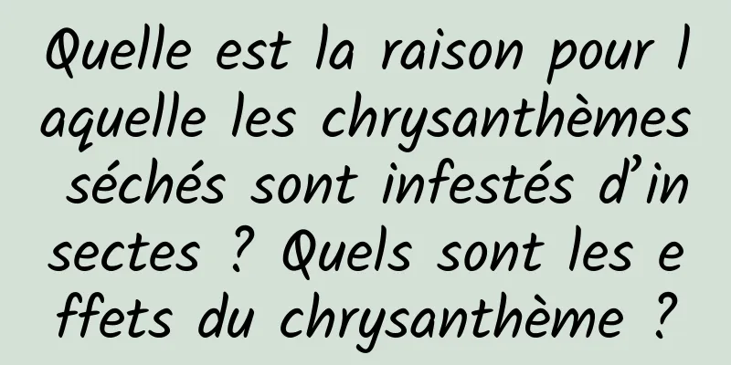 Quelle est la raison pour laquelle les chrysanthèmes séchés sont infestés d’insectes ? Quels sont les effets du chrysanthème ?