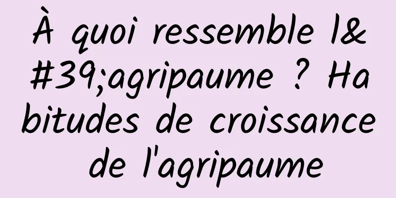 À quoi ressemble l'agripaume ? Habitudes de croissance de l'agripaume