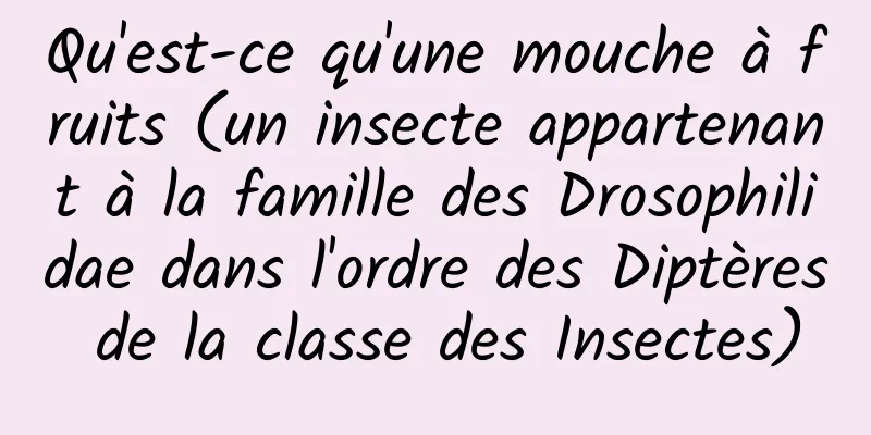 Qu'est-ce qu'une mouche à fruits (un insecte appartenant à la famille des Drosophilidae dans l'ordre des Diptères de la classe des Insectes)