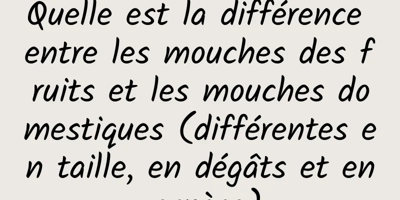 Quelle est la différence entre les mouches des fruits et les mouches domestiques (différentes en taille, en dégâts et en espèce)
