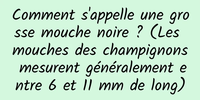 Comment s'appelle une grosse mouche noire ? (Les mouches des champignons mesurent généralement entre 6 et 11 mm de long)