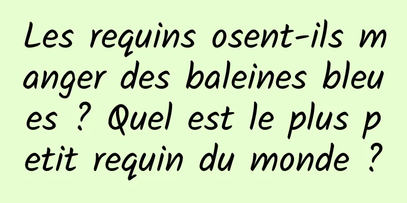 Les requins osent-ils manger des baleines bleues ? Quel est le plus petit requin du monde ?