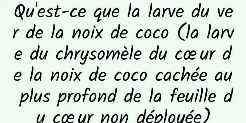 Qu'est-ce que la larve du ver de la noix de coco (la larve du chrysomèle du cœur de la noix de coco cachée au plus profond de la feuille du cœur non déployée)