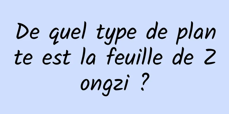 De quel type de plante est la feuille de Zongzi ?