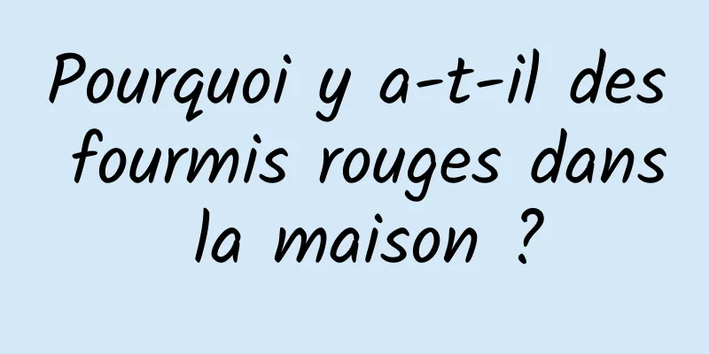 Pourquoi y a-t-il des fourmis rouges dans la maison ?