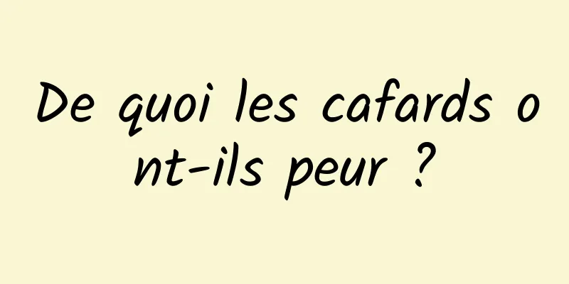 De quoi les cafards ont-ils peur ?