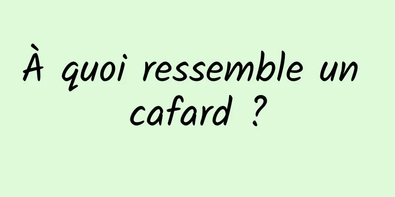 À quoi ressemble un cafard ?