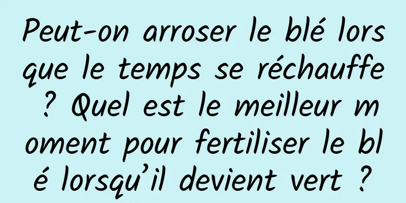 Peut-on arroser le blé lorsque le temps se réchauffe ? Quel est le meilleur moment pour fertiliser le blé lorsqu’il devient vert ?