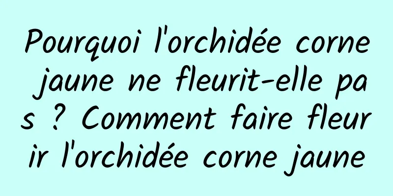Pourquoi l'orchidée corne jaune ne fleurit-elle pas ? Comment faire fleurir l'orchidée corne jaune