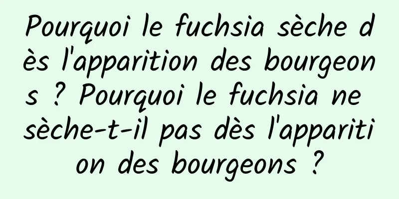 Pourquoi le fuchsia sèche dès l'apparition des bourgeons ? Pourquoi le fuchsia ne sèche-t-il pas dès l'apparition des bourgeons ?