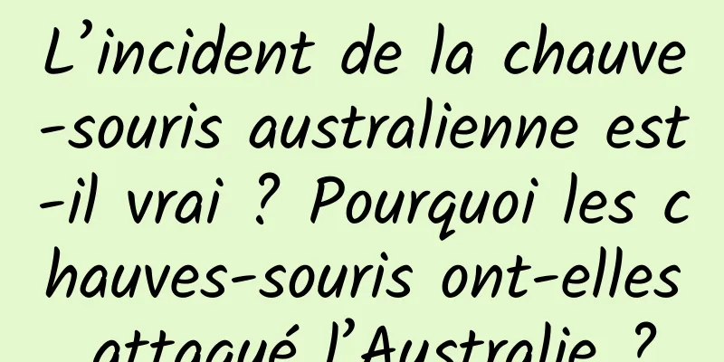 L’incident de la chauve-souris australienne est-il vrai ? Pourquoi les chauves-souris ont-elles attaqué l’Australie ?