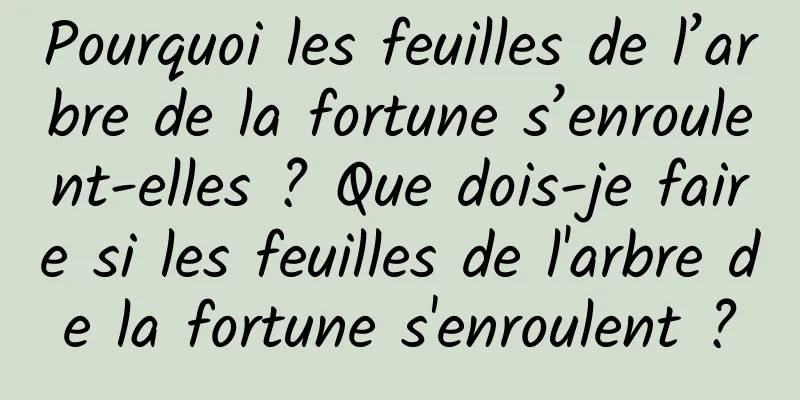 Pourquoi les feuilles de l’arbre de la fortune s’enroulent-elles ? Que dois-je faire si les feuilles de l'arbre de la fortune s'enroulent ?