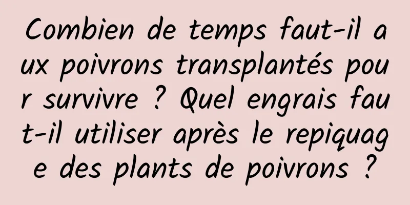 Combien de temps faut-il aux poivrons transplantés pour survivre ? Quel engrais faut-il utiliser après le repiquage des plants de poivrons ?