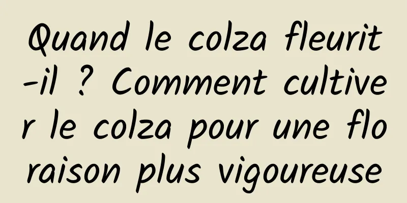 Quand le colza fleurit-il ? Comment cultiver le colza pour une floraison plus vigoureuse