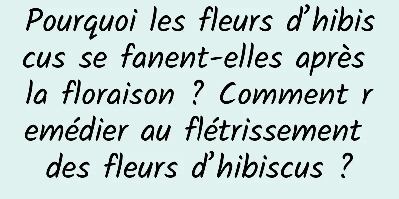Pourquoi les fleurs d’hibiscus se fanent-elles après la floraison ? Comment remédier au flétrissement des fleurs d’hibiscus ?
