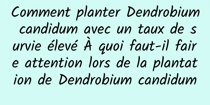 Comment planter Dendrobium candidum avec un taux de survie élevé À quoi faut-il faire attention lors de la plantation de Dendrobium candidum