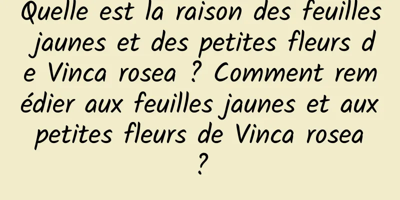 Quelle est la raison des feuilles jaunes et des petites fleurs de Vinca rosea ? Comment remédier aux feuilles jaunes et aux petites fleurs de Vinca rosea ?