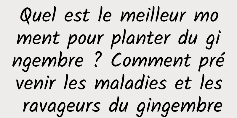 Quel est le meilleur moment pour planter du gingembre ? Comment prévenir les maladies et les ravageurs du gingembre