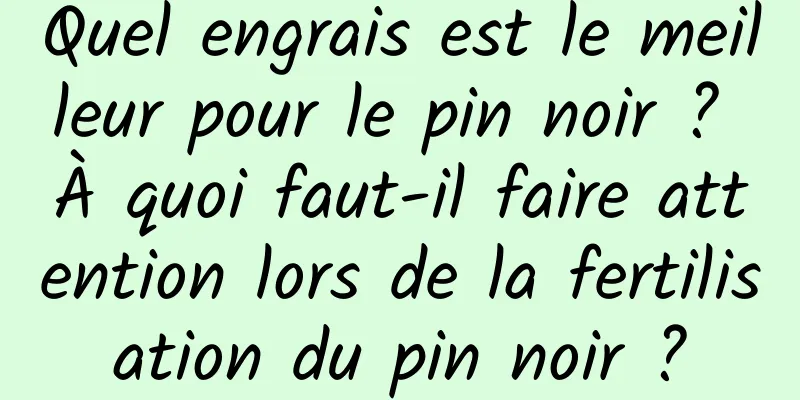 Quel engrais est le meilleur pour le pin noir ? À quoi faut-il faire attention lors de la fertilisation du pin noir ?