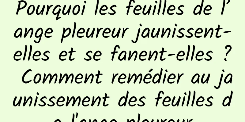 Pourquoi les feuilles de l’ange pleureur jaunissent-elles et se fanent-elles ? Comment remédier au jaunissement des feuilles de l'ange pleureur