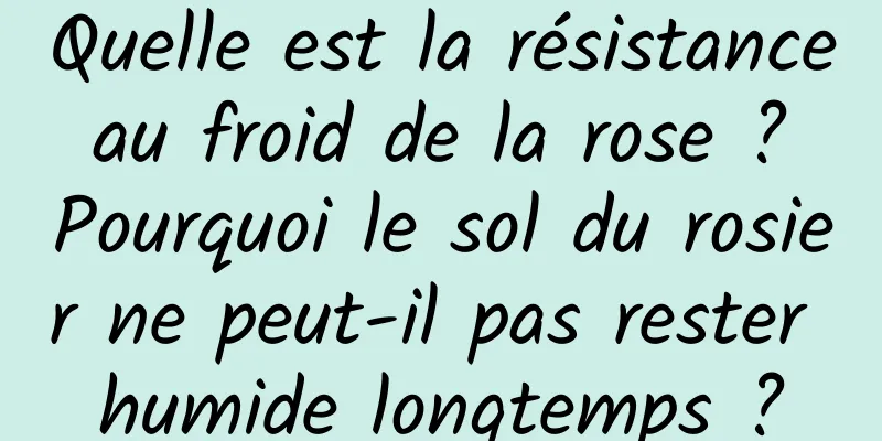 Quelle est la résistance au froid de la rose ? Pourquoi le sol du rosier ne peut-il pas rester humide longtemps ?