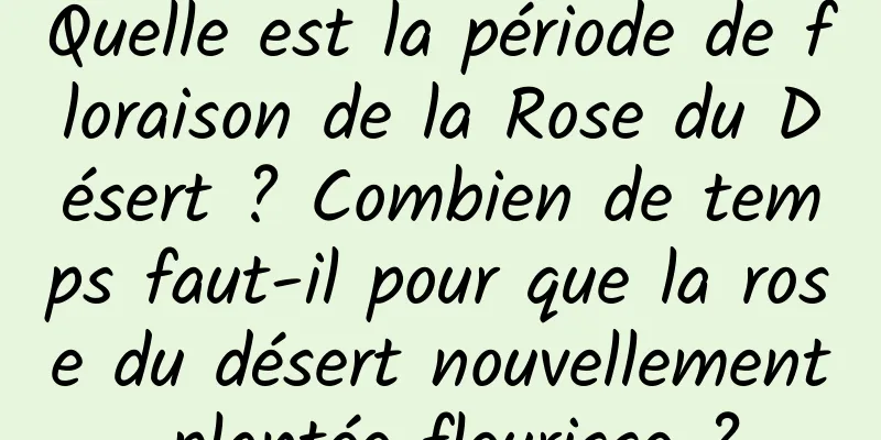 Quelle est la période de floraison de la Rose du Désert ? Combien de temps faut-il pour que la rose du désert nouvellement plantée fleurisse ?