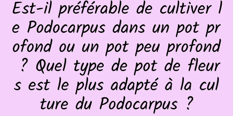 Est-il préférable de cultiver le Podocarpus dans un pot profond ou un pot peu profond ? Quel type de pot de fleurs est le plus adapté à la culture du Podocarpus ?