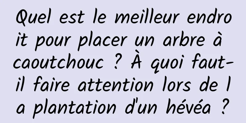 Quel est le meilleur endroit pour placer un arbre à caoutchouc ? À quoi faut-il faire attention lors de la plantation d'un hévéa ?