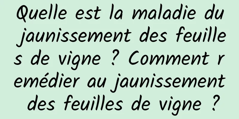 Quelle est la maladie du jaunissement des feuilles de vigne ? Comment remédier au jaunissement des feuilles de vigne ?