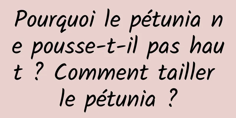 Pourquoi le pétunia ne pousse-t-il pas haut ? Comment tailler le pétunia ?
