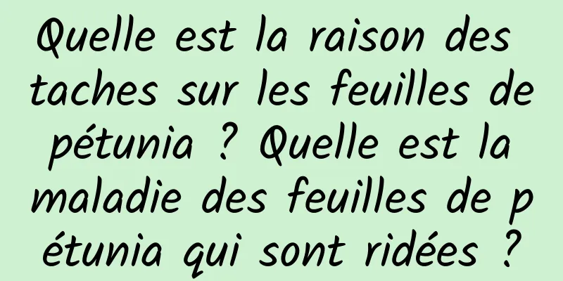 Quelle est la raison des taches sur les feuilles de pétunia ? Quelle est la maladie des feuilles de pétunia qui sont ridées ?