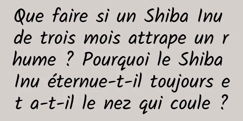 Que faire si un Shiba Inu de trois mois attrape un rhume ? Pourquoi le Shiba Inu éternue-t-il toujours et a-t-il le nez qui coule ?