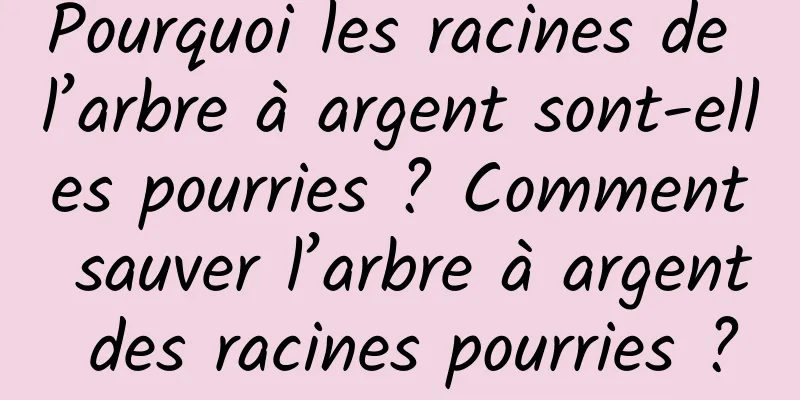 Pourquoi les racines de l’arbre à argent sont-elles pourries ? Comment sauver l’arbre à argent des racines pourries ?