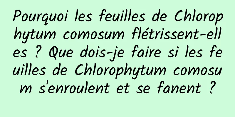 Pourquoi les feuilles de Chlorophytum comosum flétrissent-elles ? Que dois-je faire si les feuilles de Chlorophytum comosum s'enroulent et se fanent ?