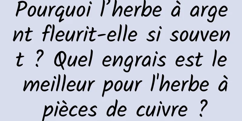 Pourquoi l’herbe à argent fleurit-elle si souvent ? Quel engrais est le meilleur pour l'herbe à pièces de cuivre ?