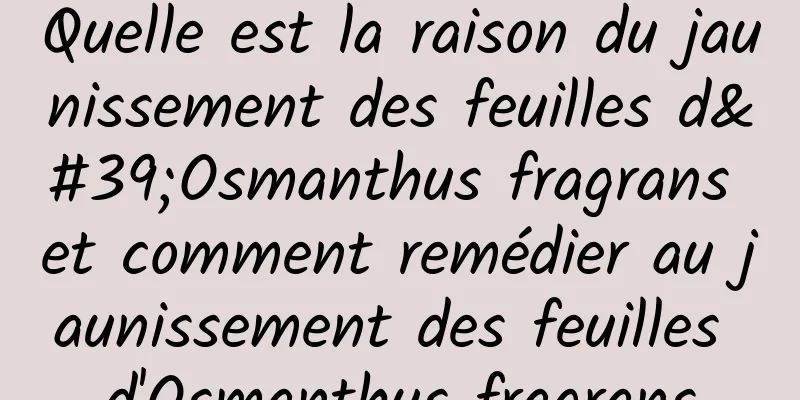 Quelle est la raison du jaunissement des feuilles d'Osmanthus fragrans et comment remédier au jaunissement des feuilles d'Osmanthus fragrans