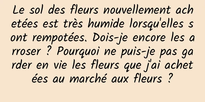 Le sol des fleurs nouvellement achetées est très humide lorsqu'elles sont rempotées. Dois-je encore les arroser ? Pourquoi ne puis-je pas garder en vie les fleurs que j'ai achetées au marché aux fleurs ?