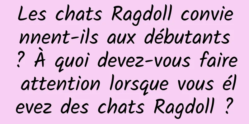 Les chats Ragdoll conviennent-ils aux débutants ? À quoi devez-vous faire attention lorsque vous élevez des chats Ragdoll ?