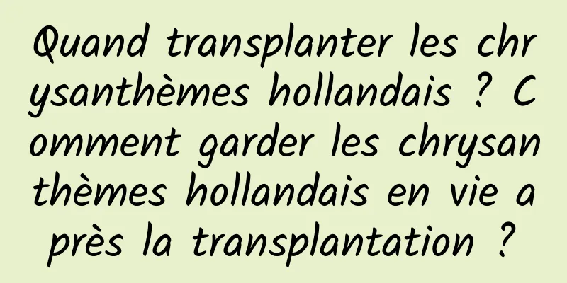 Quand transplanter les chrysanthèmes hollandais ? Comment garder les chrysanthèmes hollandais en vie après la transplantation ?
