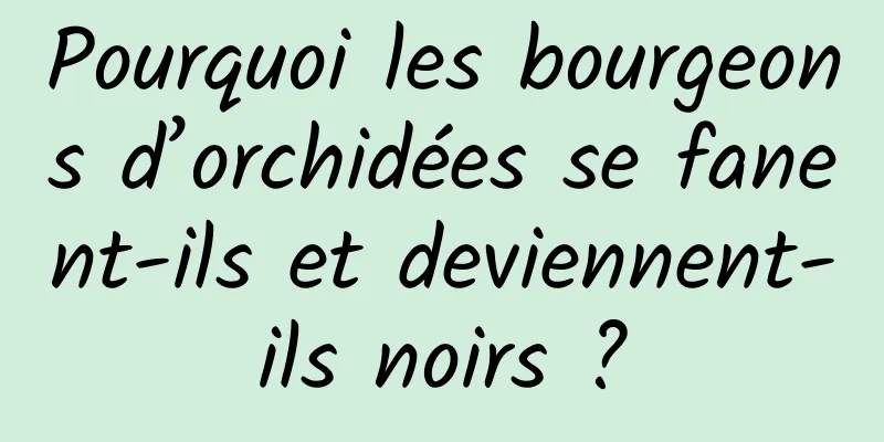 Pourquoi les bourgeons d’orchidées se fanent-ils et deviennent-ils noirs ?