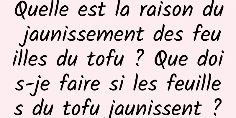 Quelle est la raison du jaunissement des feuilles du tofu ? Que dois-je faire si les feuilles du tofu jaunissent ?