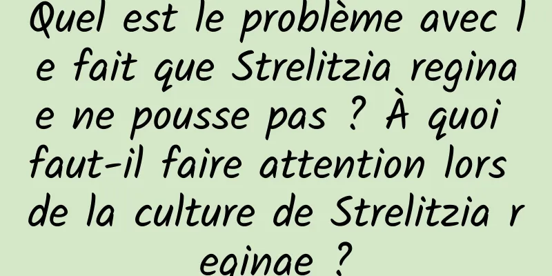 Quel est le problème avec le fait que Strelitzia reginae ne pousse pas ? À quoi faut-il faire attention lors de la culture de Strelitzia reginae ?
