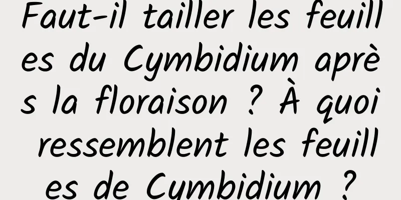 Faut-il tailler les feuilles du Cymbidium après la floraison ? À quoi ressemblent les feuilles de Cymbidium ?