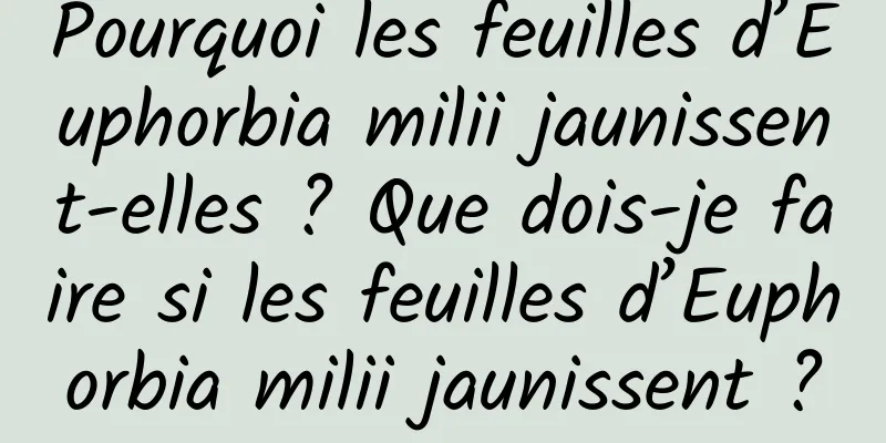 Pourquoi les feuilles d’Euphorbia milii jaunissent-elles ? Que dois-je faire si les feuilles d’Euphorbia milii jaunissent ?