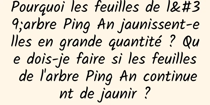 Pourquoi les feuilles de l'arbre Ping An jaunissent-elles en grande quantité ? Que dois-je faire si les feuilles de l'arbre Ping An continuent de jaunir ?