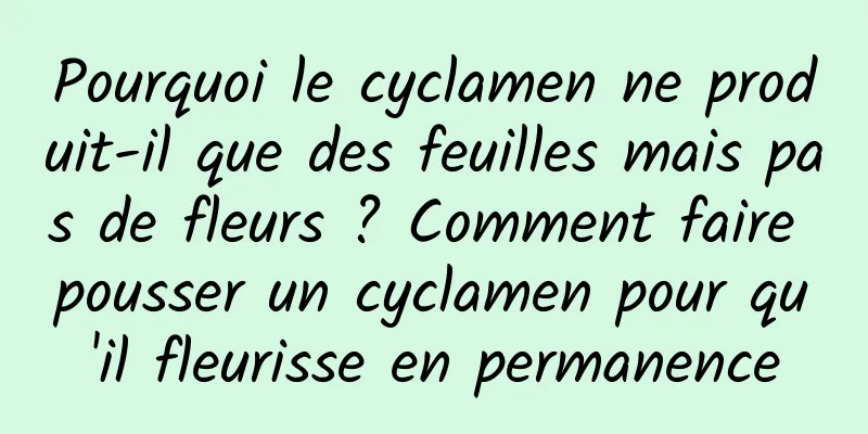 Pourquoi le cyclamen ne produit-il que des feuilles mais pas de fleurs ? Comment faire pousser un cyclamen pour qu'il fleurisse en permanence